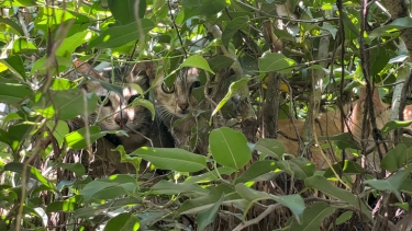 Cats peering out from dense green foliage, camouflaged among the leaves in a natural outdoor environment.
