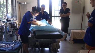 Veterinary team performs surgery on an animal in a well-equipped clinic with surgical instruments and bright lighting.
