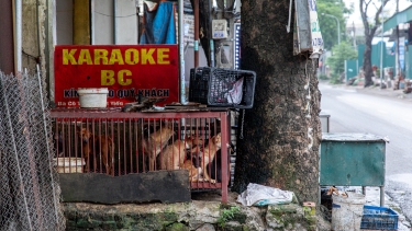 Multiple dogs in a cage on a city street, next to a karaoke sign and tree, illustrating urban animal welfare issues.