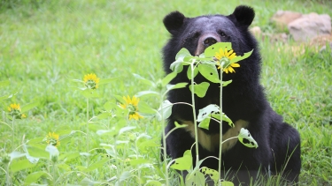 Asiatic black bear sits in a grassy field behind blooming yellow sunflowers, with rocks visible in the background.