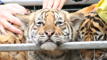 Three tiger cubs squashed together behind a bar getting pettted by humans.