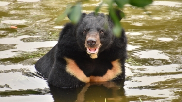 Asiatic black bear with a cream chest patch sits in a pond, partially submerged in water.