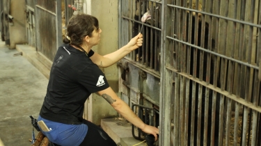 Caregiver interacts through bars with an Asiatic black bear in a rescue facility enclosure.