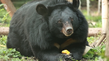 Asiatic black bear stands alert on grassy ground, surrounded by bamboo and greenery in a sanctuary setting.
