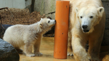Two polar bears – one infant and one adult – next to a pillar and a wall