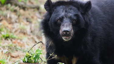 Asian black bear with a light brown snout stands alert in a natural outdoor setting with grass and foliage in the background.