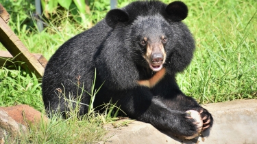 Asian black bear with a light brown snout sits on green grass in an outdoor enclosure, looking alert and facing the camera.