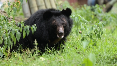 Asiatic black bear resting in tall green grass and foliage in a natural outdoor enclosure.