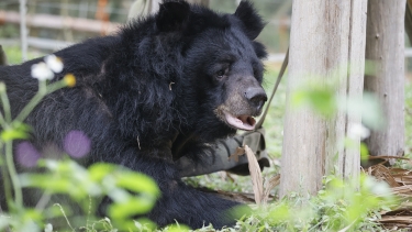 Close-up of an Asiatic black bear with shaggy fur, standing near wooden posts and wildflowers in a natural outdoor setting.