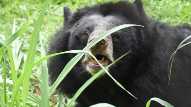 Asiatic black bear showing teeth, partially hidden behind tall green grass in a natural outdoor enclosure.