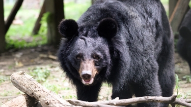 Asiatic black bear walking through a sunlit outdoor enclosure, with a log and greenery in the foreground.