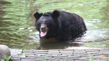 Asiatic black bear standing in a pond with tongue out, surrounded by reflections of trees and greenery in an outdoor enclosure.