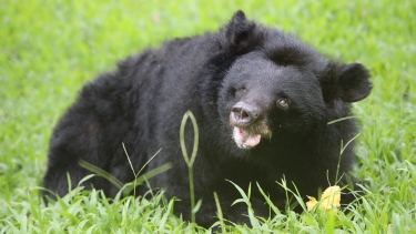 Asiatic black bear with thick black fur sitting in green grass, looking up with mouth open in an outdoor enclosure.