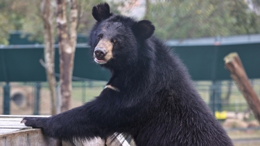 Asian black bear with a light brown snout looks alert while standing in an outdoor enclosure with trees and greenery.