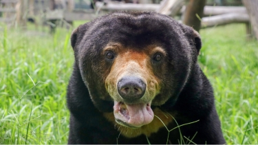 Close-up of a sun bear with a light brown snout and open mouth, standing in tall green grass in an outdoor enclosure.