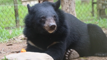 Asiatic black bear with a creamy chest patch sitting on the ground in a grassy outdoor enclosure, looking alert and curious.