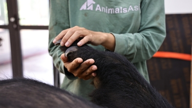 Staff member in an Animals Asia shirt gently holds a bear’s paw, inspecting its claws indoors.