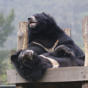 Two moon bears play on a high structure in the enclosure of their sanctaury. One is on top of the other, they both look very happy and like they are having a great time rolling around together.