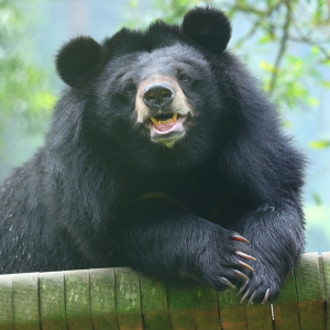 A moon bear sits high up on a structure at sanctaury, broadly smiling with trees in the background