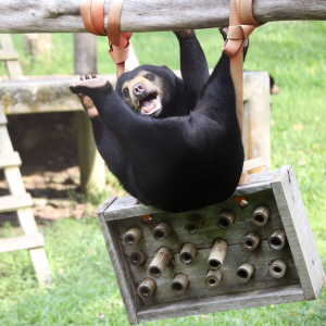 A very playful sun bear hangs from a log at sanctuary with its back legs up in the air as if it's swinging from the branch.