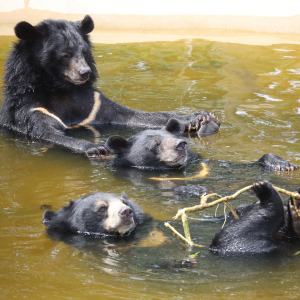 Three moon bears float peacefully in an outside pool at sanctuary looking very chilled and relaxed.