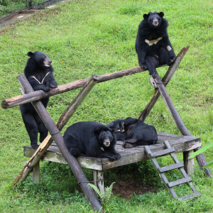 Four moon bears relaxing on a large log climbing structure outside at sanctuary, one is stood up at the end, another is sitting on the other end and two are lying down in the middle on a platform on a grassy encllosure.