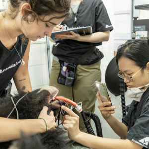 Two vets, a young caucasian woman and a young Vietnamese woman stand either side of an anethetised moon bear, checking its eyes during a health check.