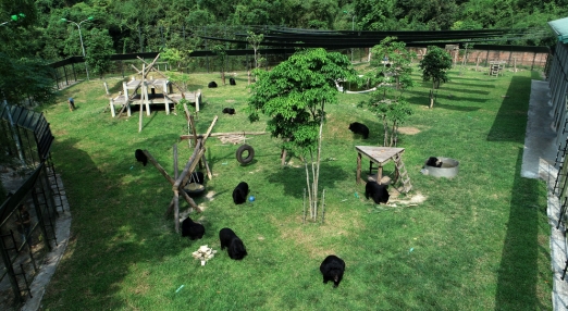 Multiple black bears roam and rest in a spacious grassy sanctuary with climbing structures and trees.