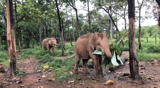Two elephants walking through a forested enclosure, eating large green leaves and plants.