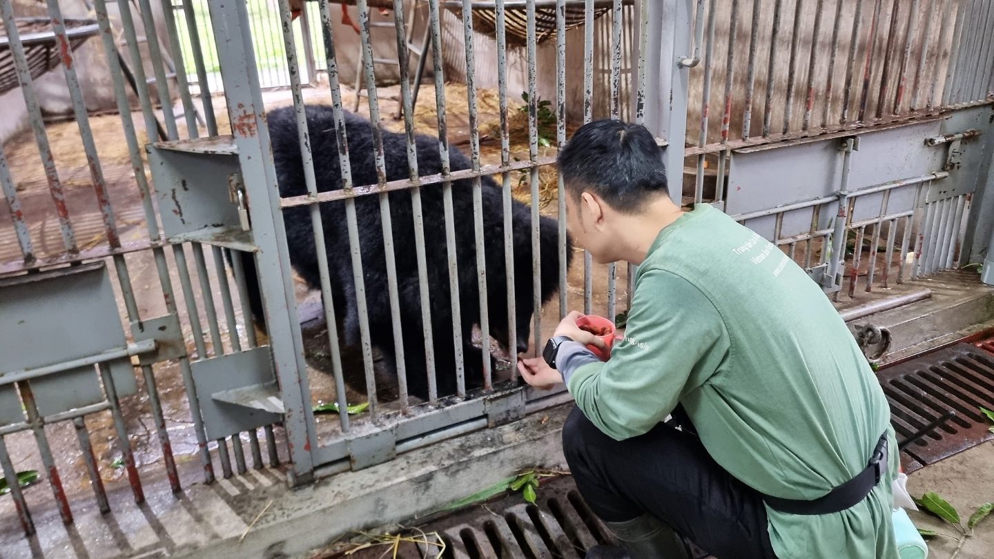 A caretaker in a green shirt feeds an Asian black bear through the bars of a metal enclosure at an animal rescue center.