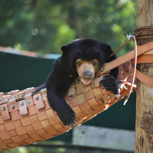 A sun bear pops its head and front paws over an orange hammock that's hanging from a tree in the enclosure of their sanctaury.
