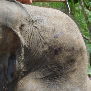 Close-up of an elephant's head with raw, bloody scars from being hit by a bull hook which hangs above the head.