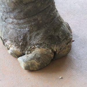 Close-up of an elephant's foot with abnormally long, curled under nails.