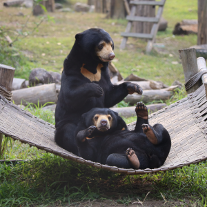 Two rescued sun bears play together on a hammock in the grassy enclosure of their sanctaury, looking happy and confident.