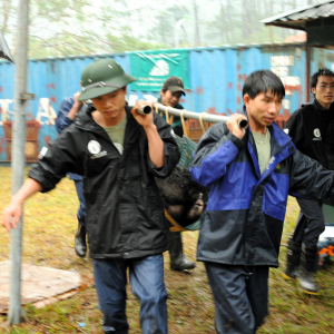 Rescue team carrying an Asiatic black bear on a stretcher through a grassy area during relocation.