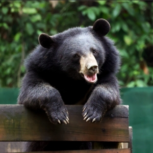 Asiatic black bear resting its paws on a wooden ledge in a natural, forested sanctuary setting.
