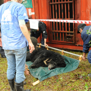 Asiatic black bear lying on a green stretcher while rescue personnel prepare for safe transport.