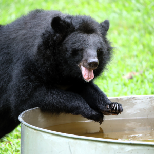 Asiatic black bear leaning over a metal tub of water in a grassy outdoor enclosure, mouth open.