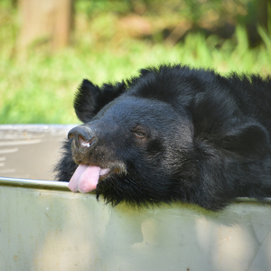 Asiatic black bear resting its head on the edge of a metal tub, tongue sticking out, in a grassy enclosure.
