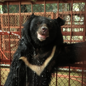 Asiatic black bear stands in a red cage, wet from water, with its paw resting on the bars.