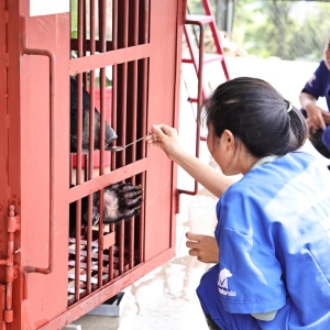 Caregiver feeds an Asiatic black bear through the bars of a red transport cage at a sanctuary.