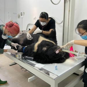 Veterinary team performs a medical procedure on an Asiatic black bear lying on an examination table.
