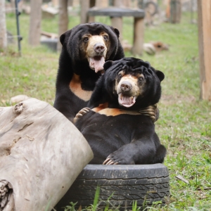 Two sun bears cuddle together on a tire, one bear looking relaxed and smiling in a grassy enclosure.