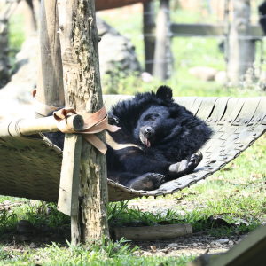 Asiatic black bear relaxing on a woven hammock outdoors, with tongue out, surrounded by grass and wooden posts.