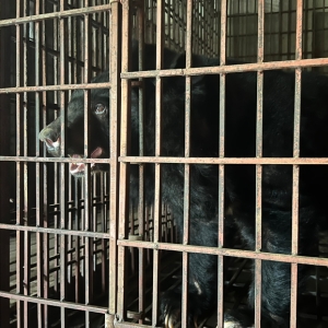 Asian black bear stands inside a metal cage, looking out through the bars in low light.