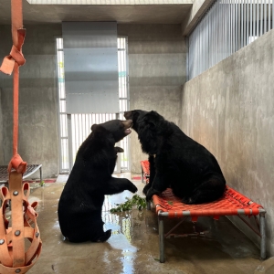 Two Asian black bears interact inside a concrete enclosure, one sitting on an orange bed while the other stands beside.