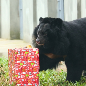 Asian black bear investigates a colorful red gift box in a grassy enclosure at a rescue center.