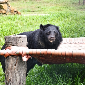 Asian black bear stands beside an orange woven hammock in a grassy enclosure, facing the camera.