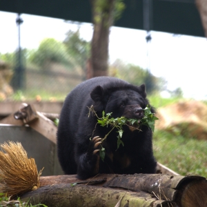 Asian black bear chews on leafy green branches while standing on logs in a grassy outdoor enclosure.