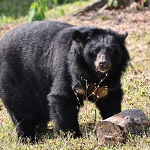 Asian black bear stands on grass near a log in an outdoor enclosure, looking toward the camera.